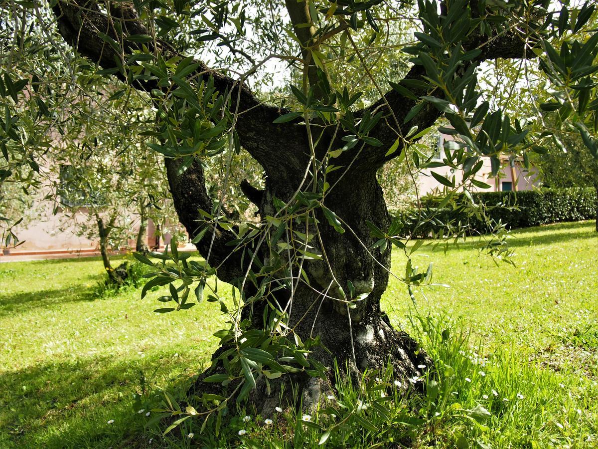 Agriturismo Gli Archi Fauglia Exterior photo